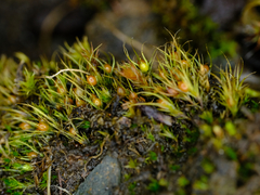 Pleuridium acuminatum