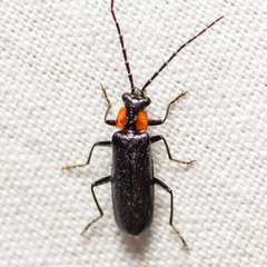 Rhagonycha lineola