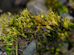 Pleuridium acuminatum
