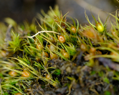 Pleuridium acuminatum