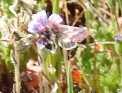 Schinia pulchripennis