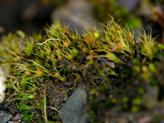 Pleuridium acuminatum