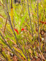 Adenanthos barbiger