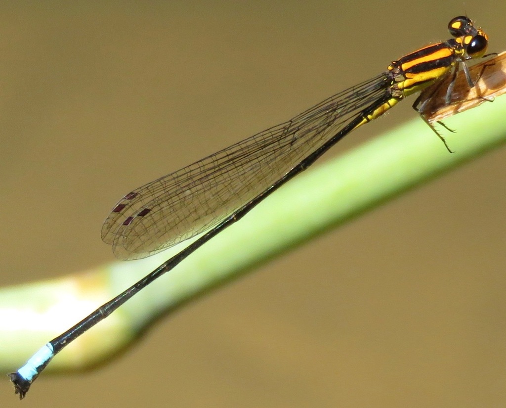 Acanthagrion apicale