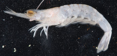 Roughneck Shrimp