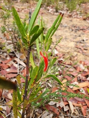 Adenanthos barbiger
