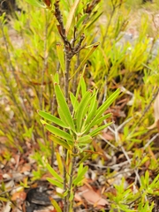 Adenanthos barbiger