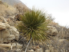 Dasylirion leiophyllum