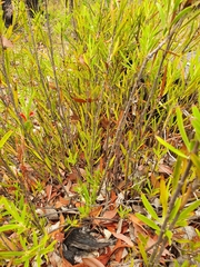 Adenanthos barbiger