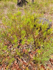 Adenanthos barbiger