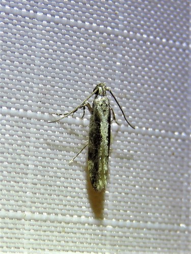 Coleotechnites Flower Moth photo 3