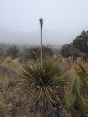 Dasylirion leiophyllum