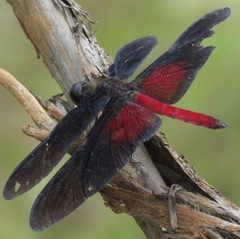 Diastatops pullata