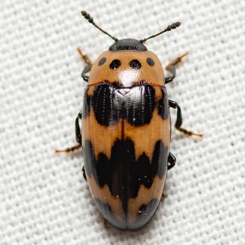 Four-spotted Fungus Beetle photo 3