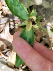 Trillium lancifolium