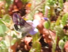 Schinia pulchripennis