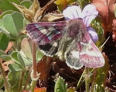 Schinia pulchripennis