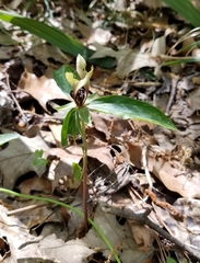 Trillium lancifolium
