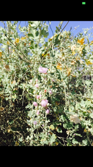 Malacothamnus fasciculatus nuttallii