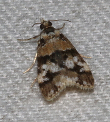 Scoparia charopoea
