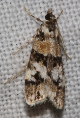 Scoparia charopoea