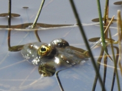 Lithobates chiricahuensis