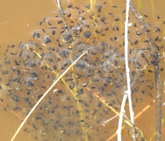 Lithobates chiricahuensis