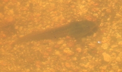 Lithobates chiricahuensis