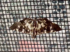 Chabula acamasalis