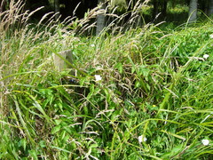 Calystegia sepium roseata x Silvatica disjuncta