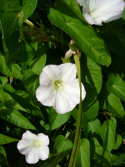 Calystegia sepium roseata x Silvatica disjuncta