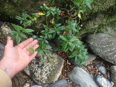 Veronica catarractae