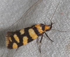 Tanyzancla argutella