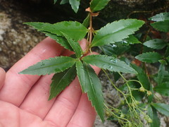 Veronica catarractae
