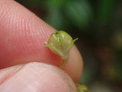 Veronica catarractae