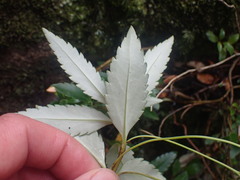 Veronica catarractae