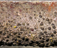 Rinodina pachysperma