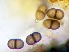 Rinodina pachysperma
