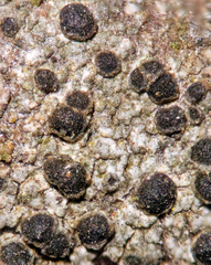 Rinodina pachysperma