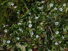 Plagiobothrys reticulatus