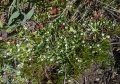 Plagiobothrys reticulatus