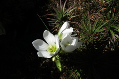 Gentianella diemensis
