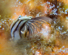 Conchoderma virgatum