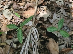 Trillium lancifolium