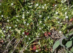 Plagiobothrys reticulatus
