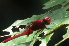 Erythemis mithroides