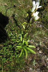 Gentianella diemensis