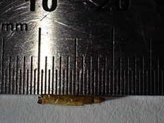 Piestoceros conjunctella