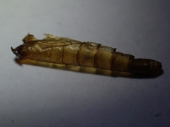 Piestoceros conjunctella