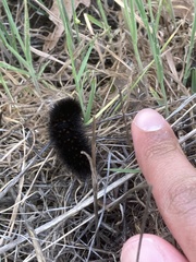 Lepidoptera